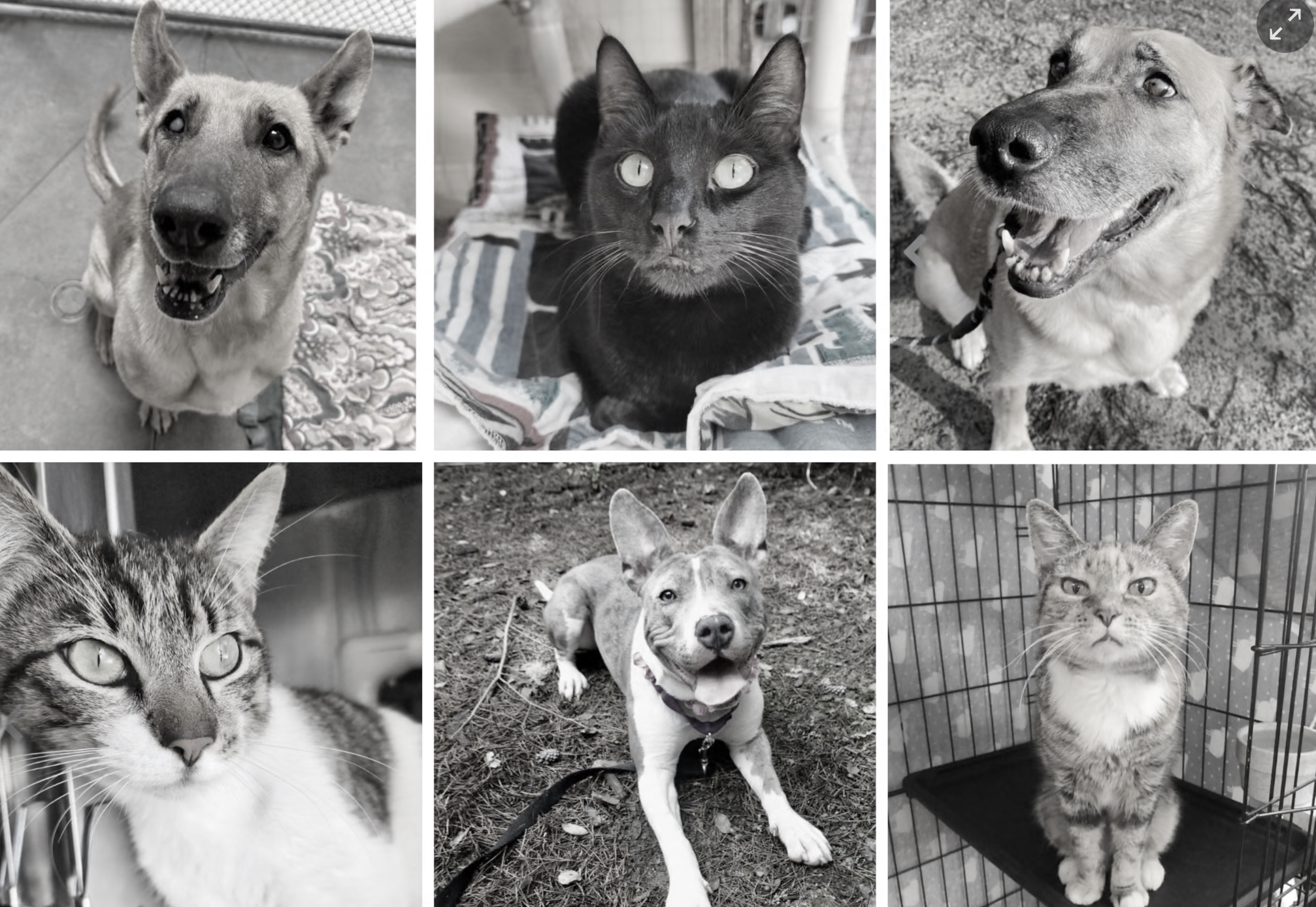 Stray animals in winter conditions