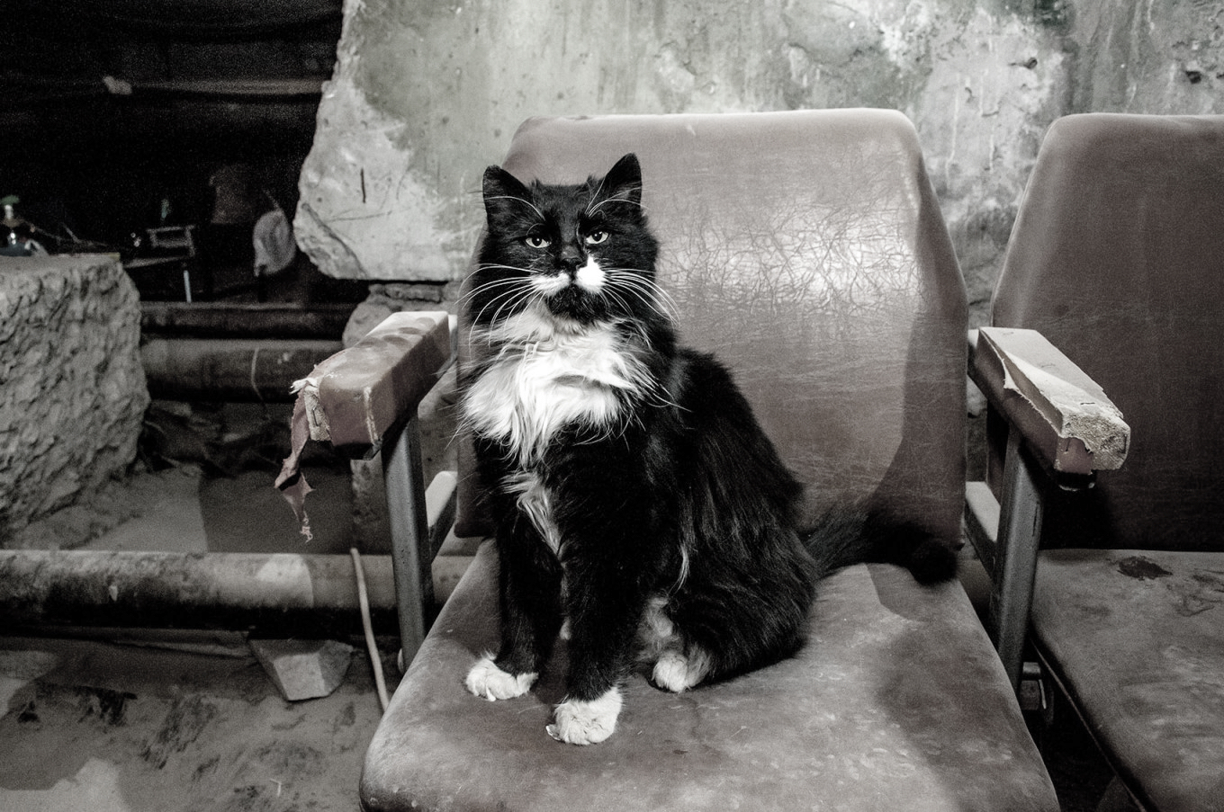 Cat rescued near an apartment block