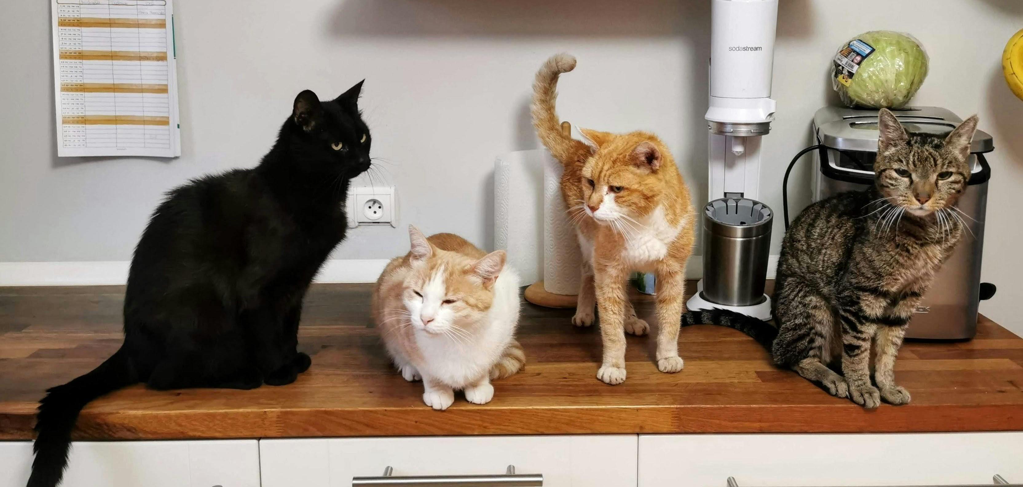 Cats in a kitchen