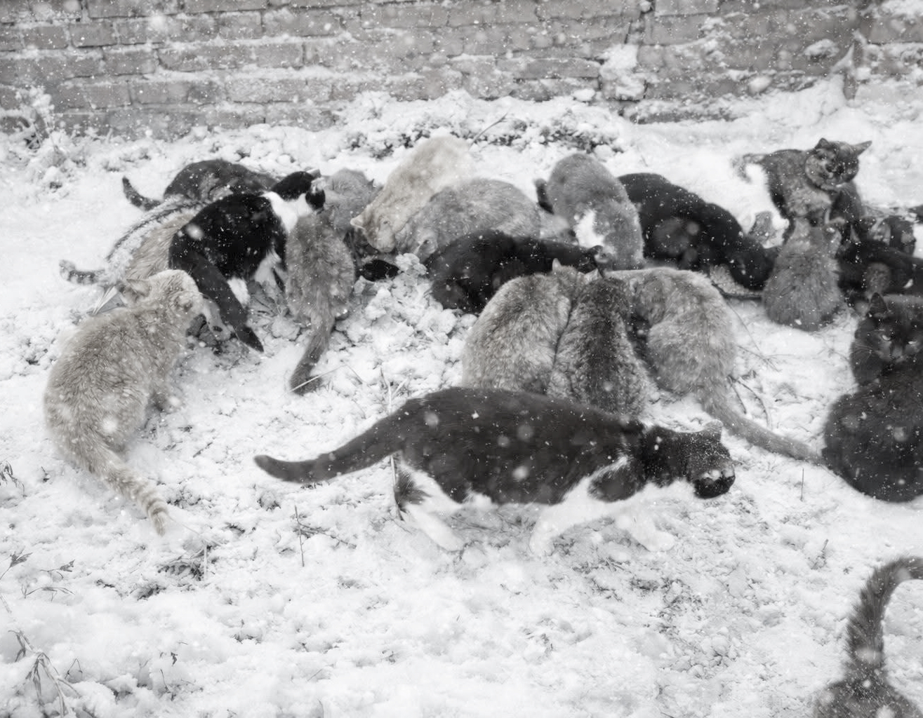 Cats eating food placed on snow