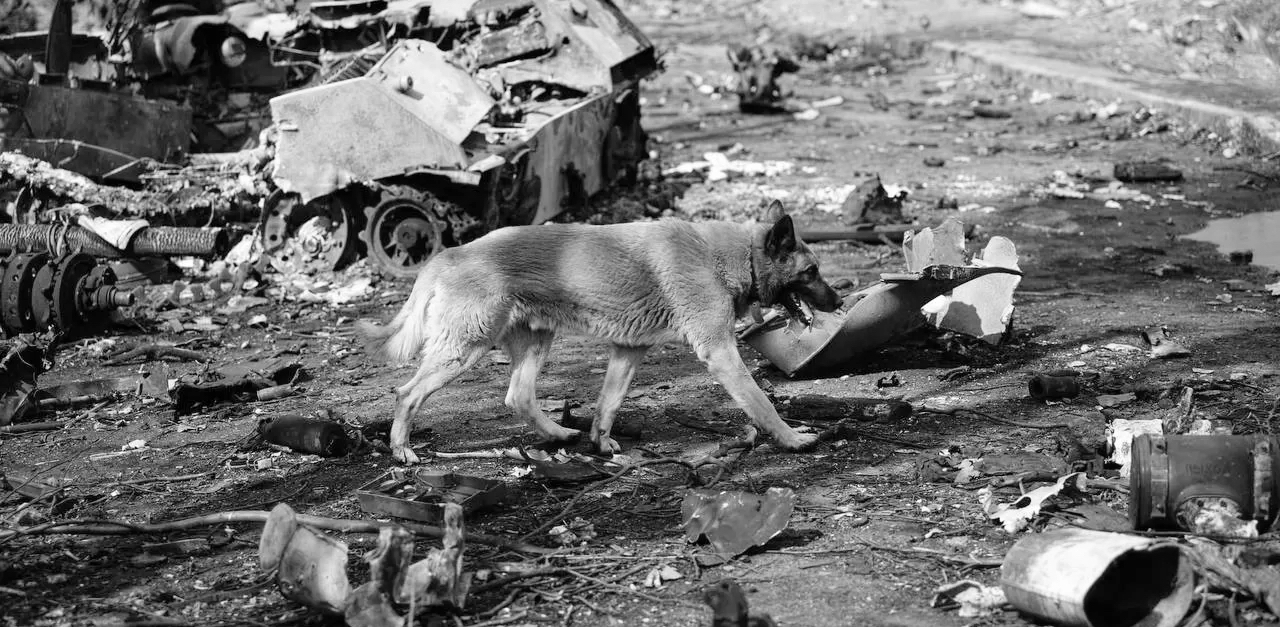 Dog in a city affected by war