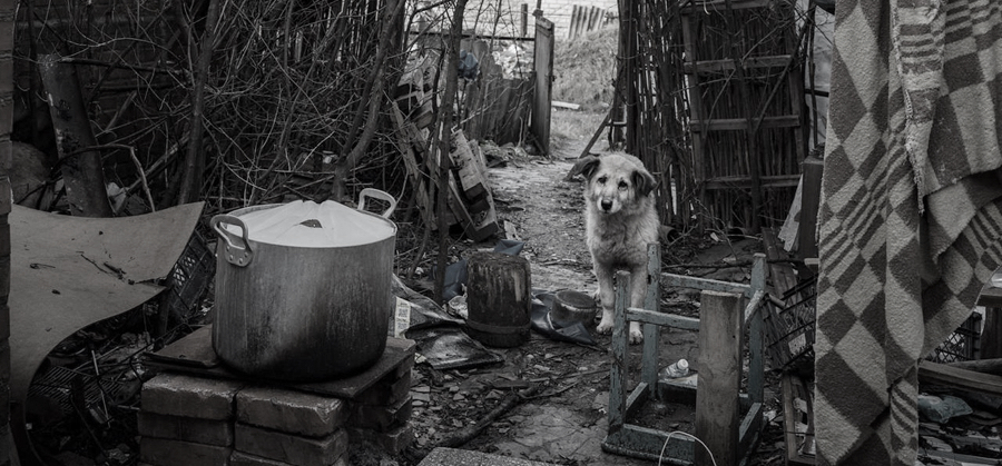 Dog food and supplies