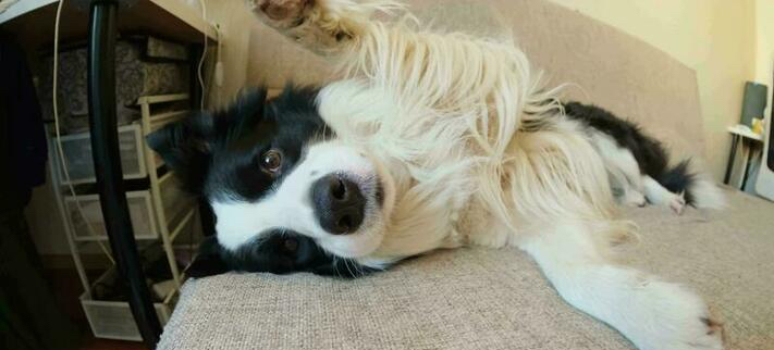 Rescue and adoption support for animals affected by war