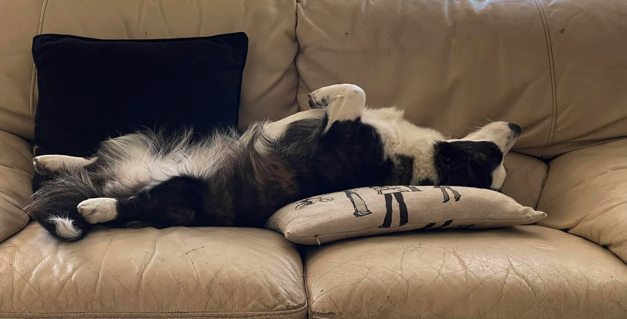 Rescue and adoption support for animals affected by war