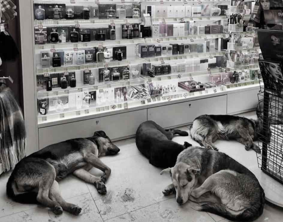 Stray dogs sleeping inside a shop