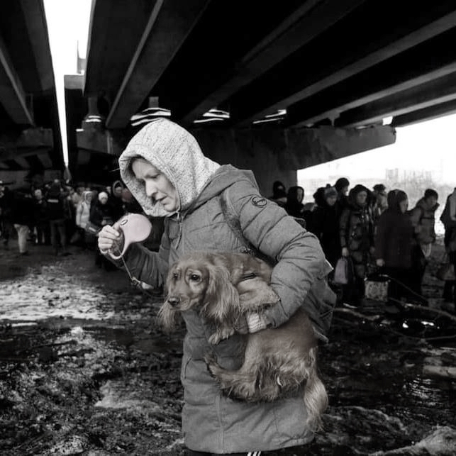 Rescued dog in Ukraine